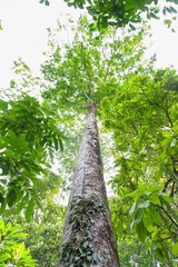 Fototapeta premium Dipterocapus tree, big tree in deep forest , Thailand