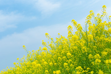 菜の花