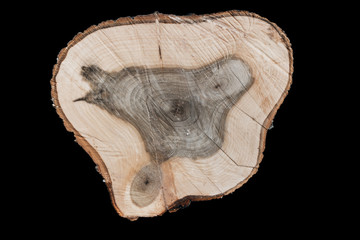 tree trunk cut
