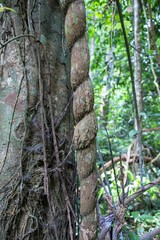 Dipterocapus tree, big tree in deep forest , Thailand