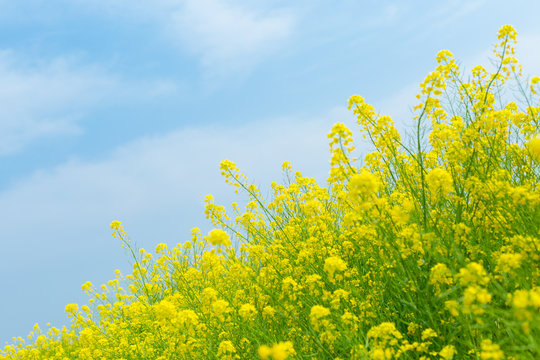 菜の花