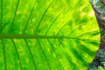 green leaf vein texture