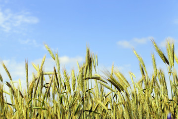 immature cereals, field