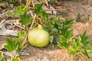 Fresh Calabash and trunk, Bottle Gourd on siol floor background
