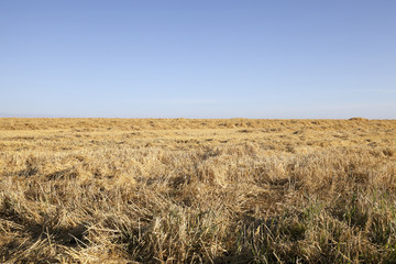 farm field cereals  