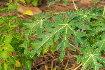 papaya leaves
