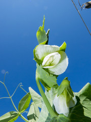 Flowering Snap Pea Vegetable in Garden