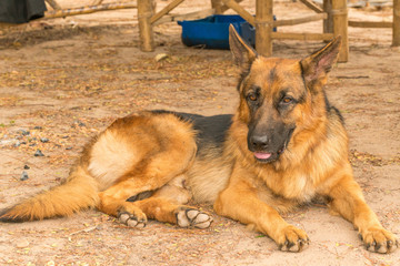 German shepherd resting on soil floor, The gaze of German shepherd
