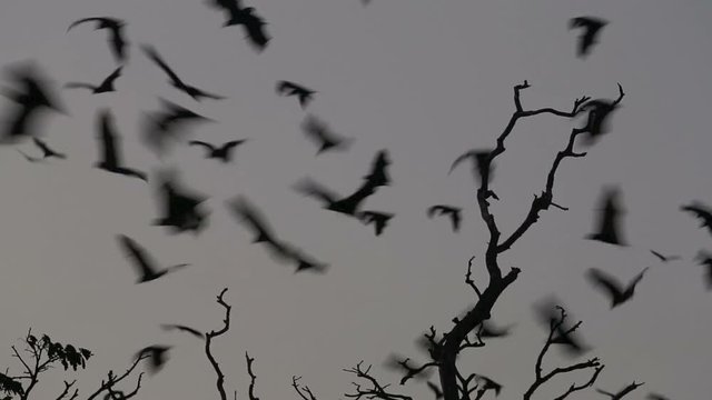 Fruit bat colony flying at dusk 