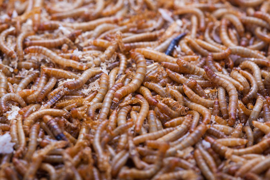A pile of living mealworms larvae. This worm is used as food for feeding birds, reptiles or fish. The image can be used as abstract background