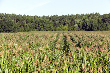 Corn field, summer time 