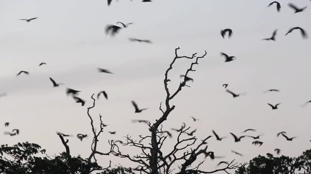 Fruit bat colony flying at dusk 