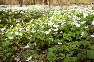  spring flowers in white