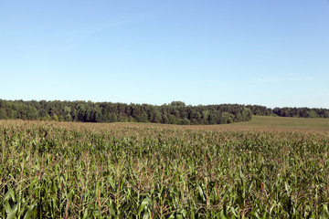 Corn field, summer  