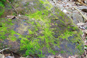 Fototapeta premium Green moss and rock