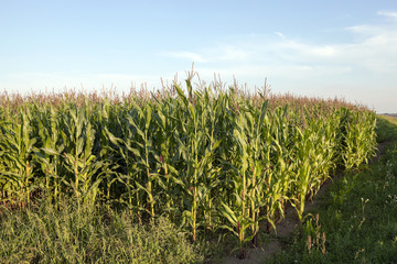 Field with corn 