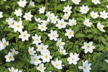   spring flowers in white