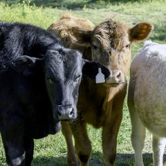 Black and red stocker calves
