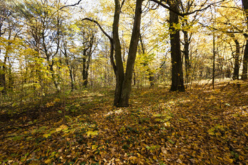 Obraz premium autumn forest, Belarus