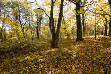 autumn forest, Belarus