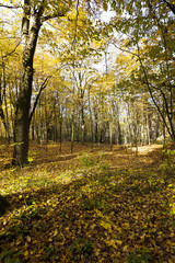 Obraz premium autumn forest , closeup