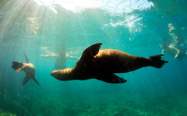 Obraz premium Sea lions swimming around snorkelers in the Galapagos Islands