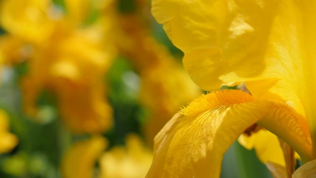 Iris pseudacorus yellow flower details in the garden 4K 3840X2160 UltraHD footage - Iris plant beautiful bud details close-up tilting 4K 2160p UHD video 
