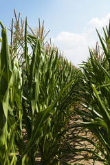 Field with corn 