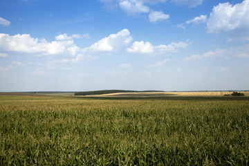 corn field, agriculture 