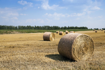 cereal harvest field 