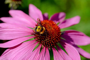Bumble bee and purple flower.
