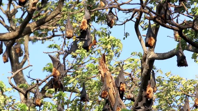 Restless fruit bat colony hanging in tree at Tissamaharama, Sri Lanka