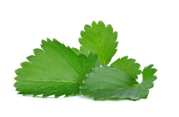 strawberry leaf isolated on the white background