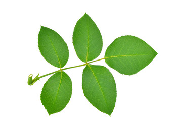 Obraz na płótnie Canvas Green rose leaf isolated on white background