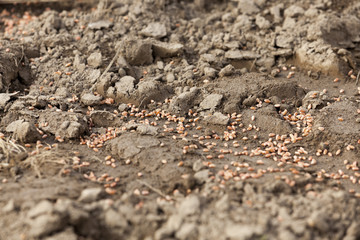 lying on the ground grain  