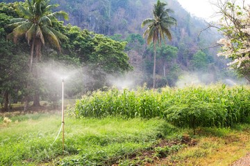 Sprinkler is work at corn field © thirathat
