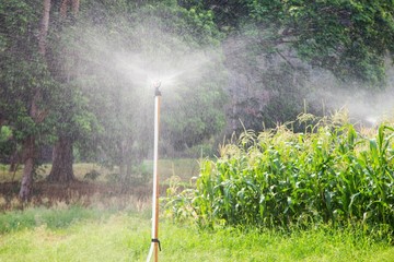 Sprinkler is work at corn field © thirathat
