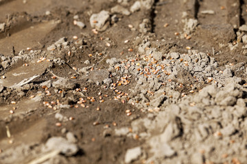 lying on the ground grain  