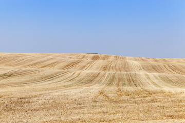 Fototapeta premium collection of rye crops 
