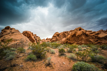 Fototapeta premium Orange Sandstone Nevada Wilderness