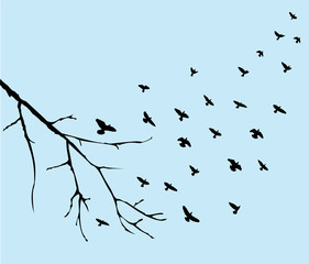 birds flying