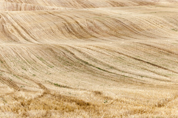 straw after harvest  