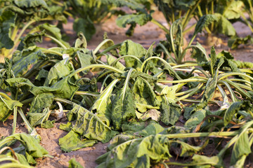 sluggish sugar beet  