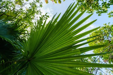 Obraz na płótnie Canvas Image of palm leaf in rainforest. Thailand