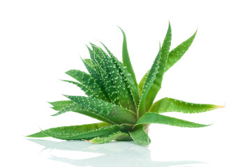 Aloe plant on white background