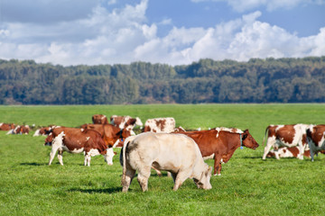 Fototapeta na wymiar Red Frisian-Holstein cows grazing in a green meadow with a bull on the foreground, The Netherlands.