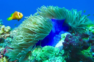 Anemone Fisch
