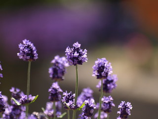 奥ゆかしいラベンダーの花