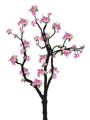 Full bloom sakura tree (Cherry blossom)