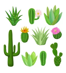 Fotobehang Cactus Cactussen en vetplanten met bloemen.